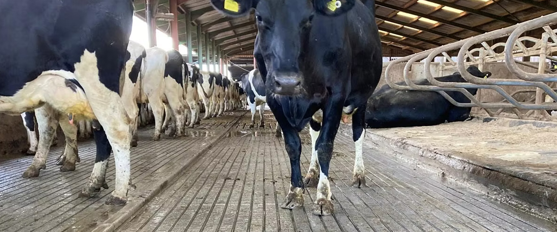 Deep straight, clean cut line grooves which are long lasting with minimal hoof wear.